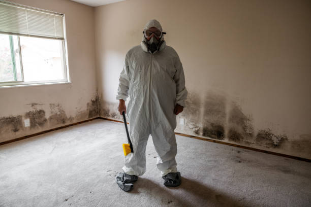 Mold Removal and Inspection in Leeds, AL